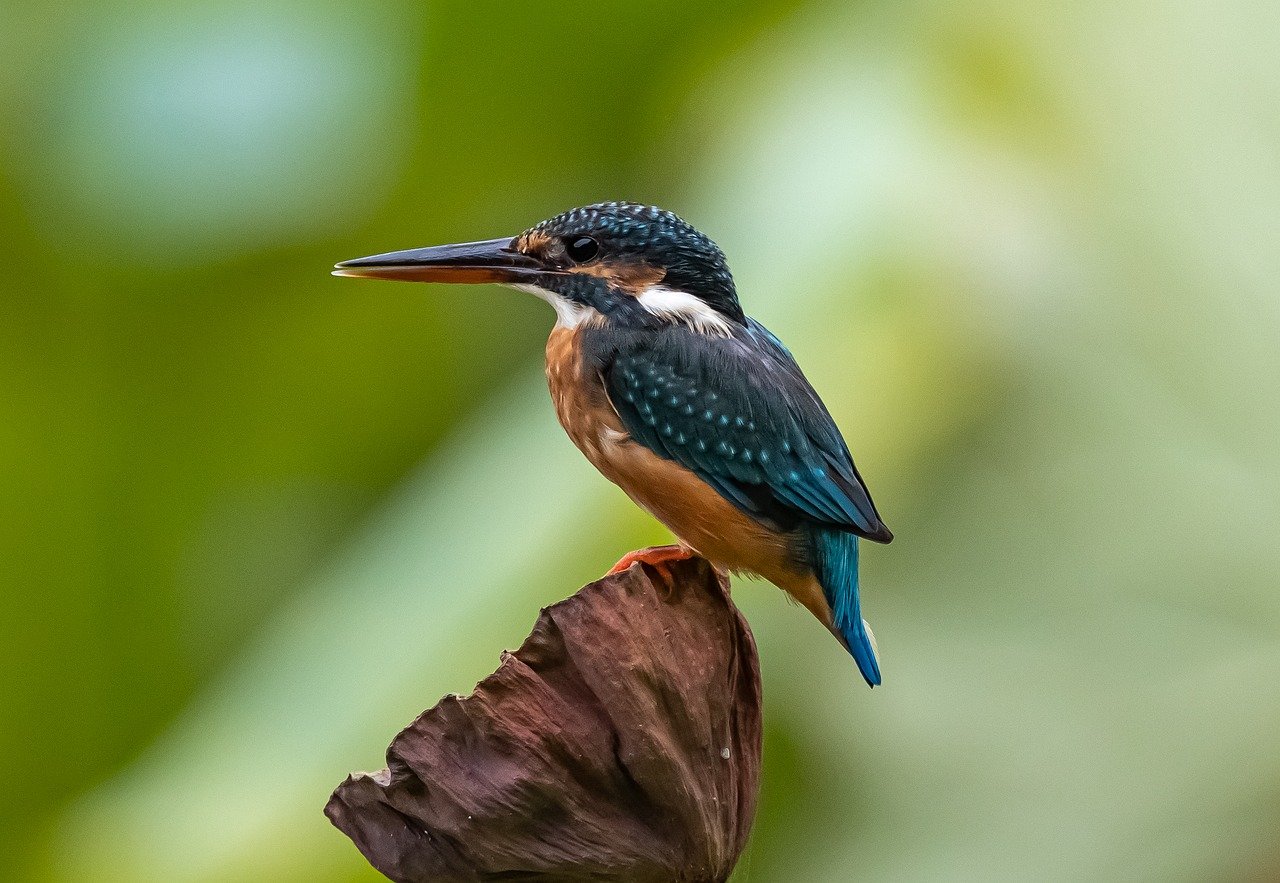 Wildlife Watching in the Everglades National Park